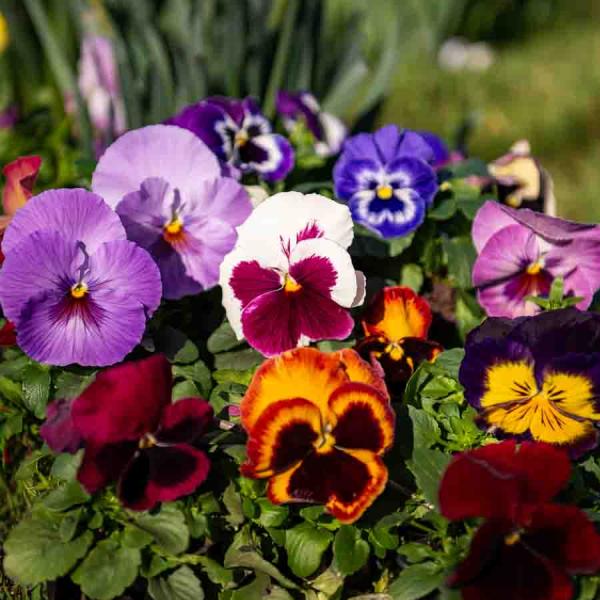 Fleurs - Pensée Géante Suisse Variée - face recto
